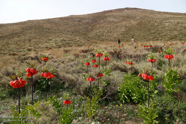 Upside down tulips in Khansar