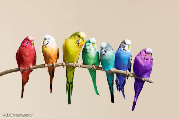 رنگین کمان پرندگان‎