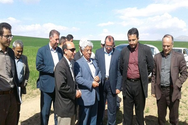 آذربایجان غربی ۴۰ درصد سطح زیر کشت نخود کشور را دارد