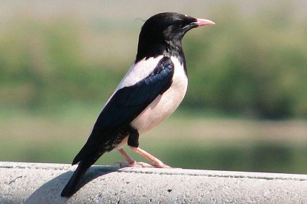 «سار صورتی» برای نخستین بار در همدان دیده شد