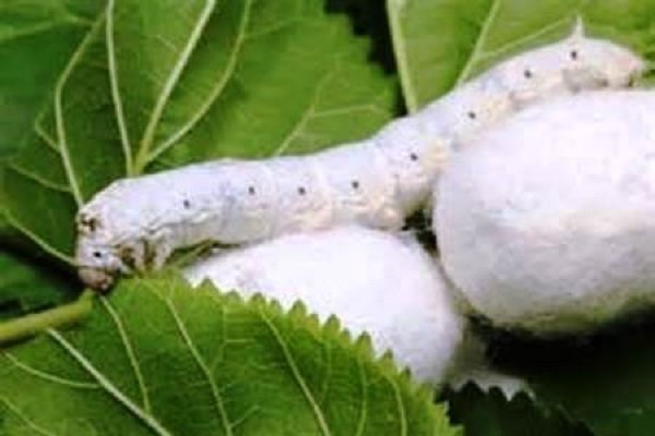 تعرفه پایین واردات تخم نوغان؛ چالشی برای توسعه پایدار صنعت ابریشم 2