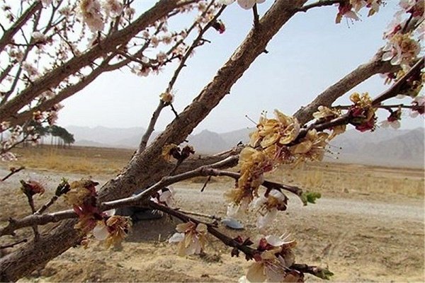 سرمای بهاره ۱۵۷میلیارد تومان به باغات خراسان شمالی خسارت وارد کرد