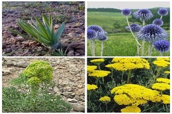 سالانه ۱۵۶۰ تن انواع گیاهان دارویی در آذربایجان غربی تولید می شود