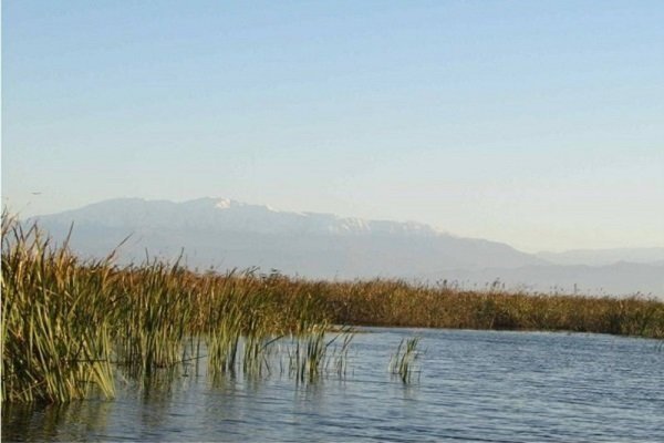 جوجه آوری پرندگان در تالاب بین المللی کانی برازان مهاباد