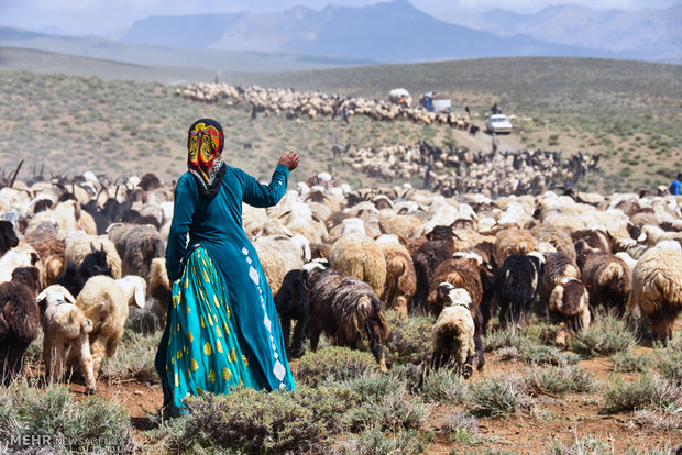 ورود دام های عشایر و کوچ نشینان به مراتع شهرستان شهرضا‎