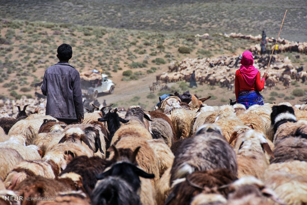 ورود دام های عشایر و کوچ نشینان به مراتع شهرستان شهرضا‎