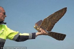 پهپاد پرنده به کمک فرودگاه ها می آید