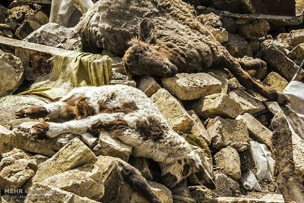 تلف شدن ۷۵ راس گوسفند بر اثر فروریختن دیوار در زرین دشت