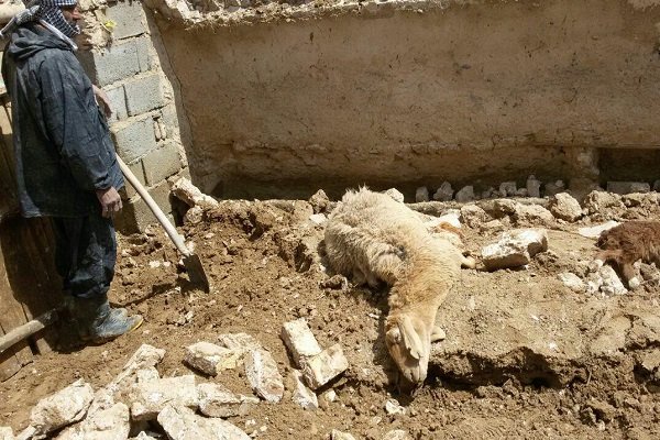 تلف شدن ۱۳۰ راس گوسفند و  بز به علت مسمومیت در استان فارس