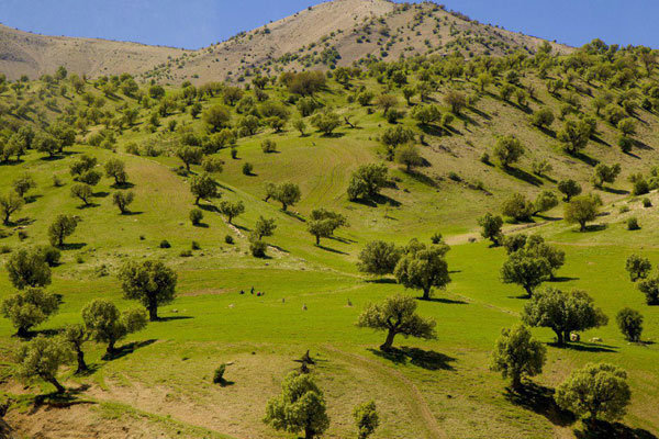 طبیعت بی نظیر دره «ویژدرون»ایلام