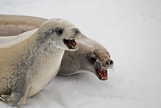 حیات وحش در قطب جنوبی‎