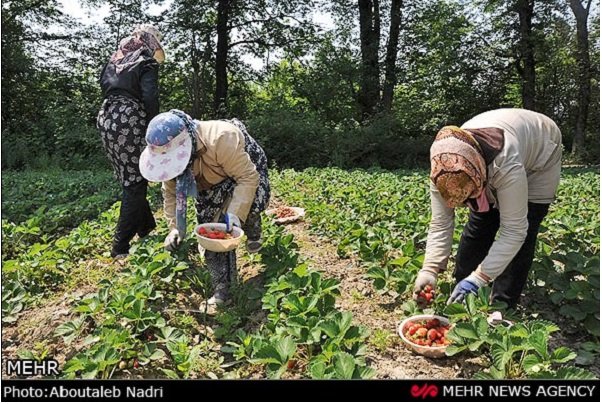 جني ثمار الفراولة في محافظة كردستان الايرانية