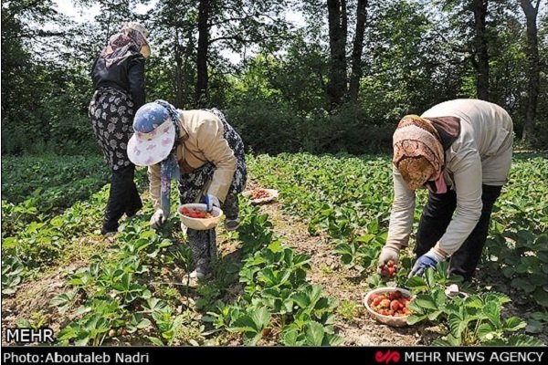 جني ثمار الفراولة في محافظة كردستان الايرانية