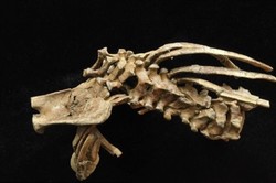 شباهت اسکلت فسیل ۳ میلیون ساله با انسان امروزی
