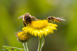 سرشماری زنبورهای انگلیسی‎