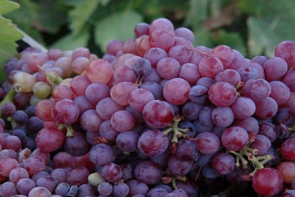 کاهش ۸۰ درصدی برداشت انگور یاقوتی در زابل