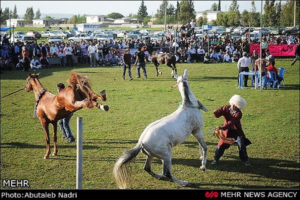 رقابت ۵۰ سر اسب اصیل ترکمن در جرگلان