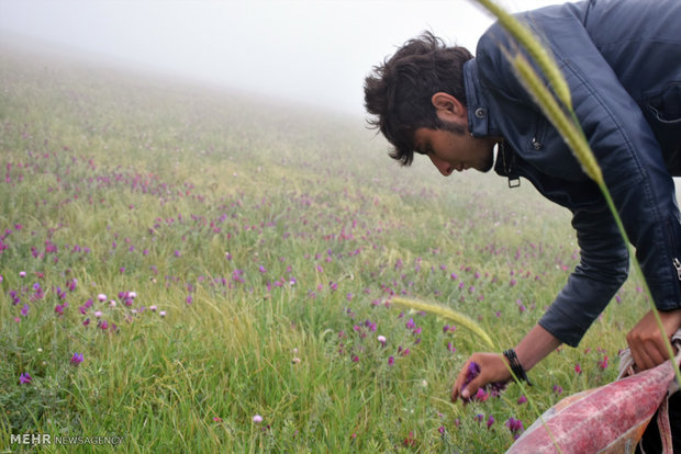 Villagers hand-pick medicinal herbs in northern Iran