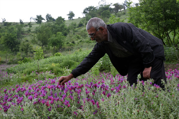 برداشت گیاه دارویی گل گاوزبان در روستاهای کوهستانی غرب شهرستان آستارا 