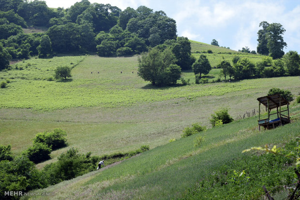 برداشت گیاه دارویی گل گاوزبان در روستاهای کوهستانی غرب شهرستان آستارا 