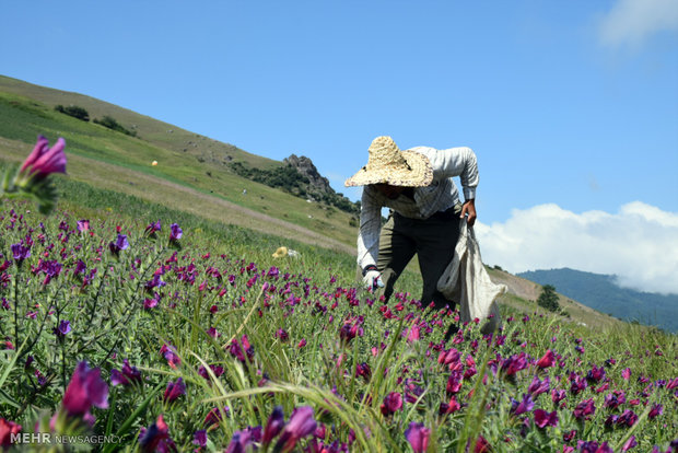 برداشت گیاه دارویی گل گاوزبان در روستاهای کوهستانی غرب شهرستان آستارا 