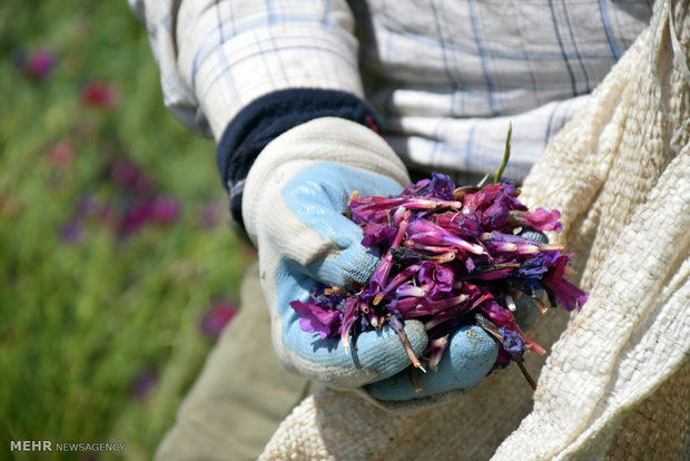 برداشت گیاه دارویی گل گاوزبان در روستاهای کوهستانی غرب شهرستان آستارا 