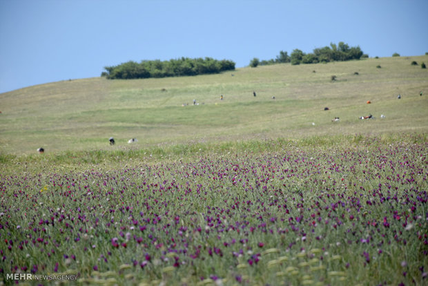 برداشت گیاه دارویی گل گاوزبان در روستاهای کوهستانی غرب شهرستان آستارا 