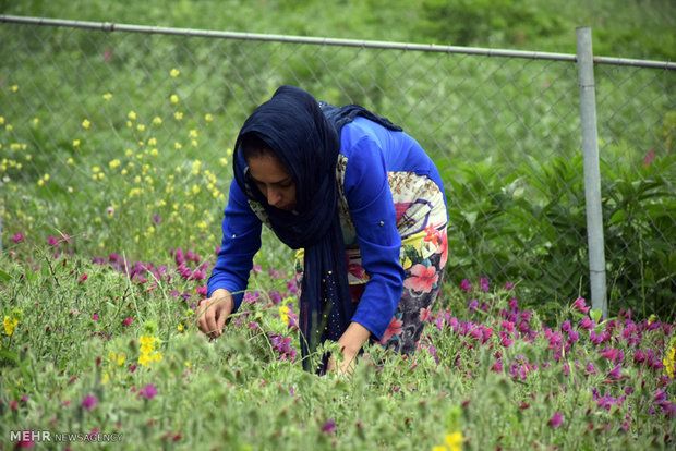 Villagers hand-pick medicinal herbs in northern Iran