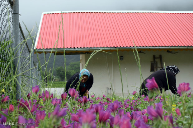 برداشت گیاه دارویی گل گاوزبان در روستاهای کوهستانی غرب شهرستان آستارا 