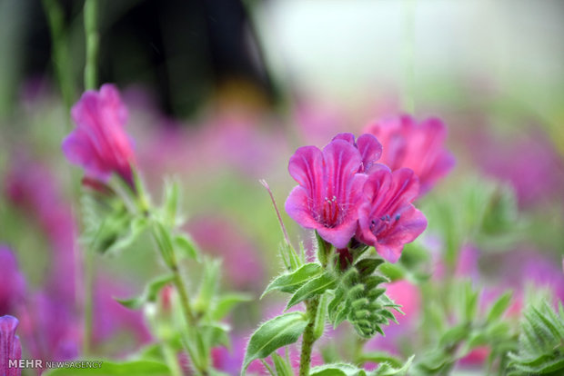 برداشت گیاه دارویی گل گاوزبان در روستاهای کوهستانی غرب شهرستان آستارا 