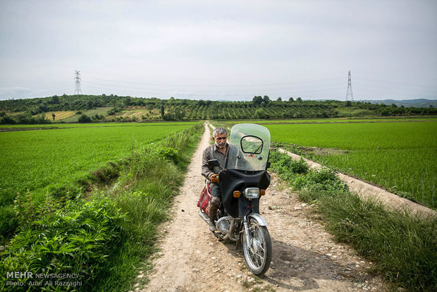 طريق الأرز الشاق من الحقول إلى الأسواق في ايران