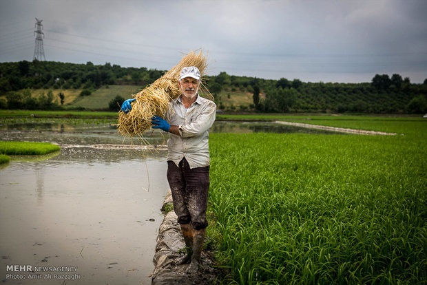 طريق الأرز الشاق من الحقول إلى الأسواق في ايران