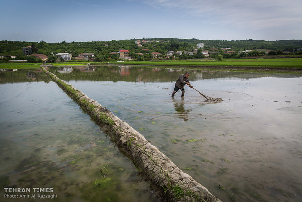 Northern Iran paddy fields painted green once again