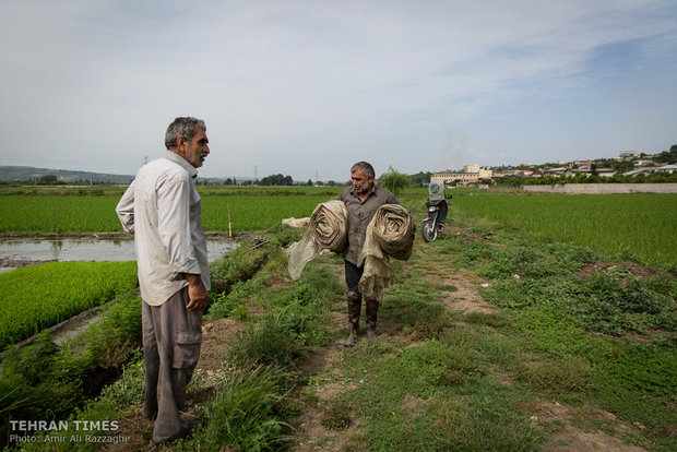 Northern Iran paddy fields painted green once again