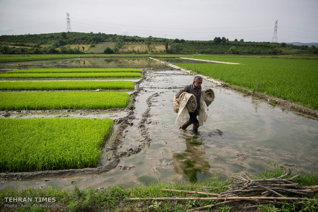 Northern Iran paddy fields painted green once again