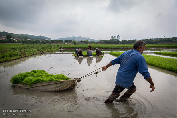 Northern Iran paddy fields painted green once again