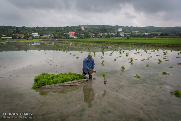 Northern Iran paddy fields painted green once again