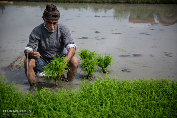 Northern Iran paddy fields painted green once again