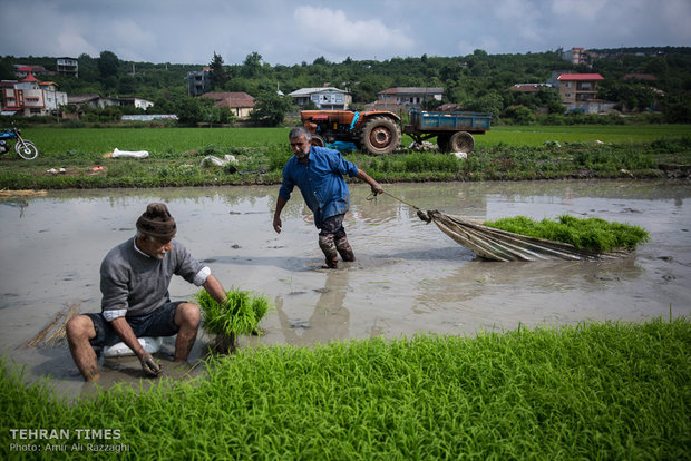 Northern Iran paddy fields painted green once again