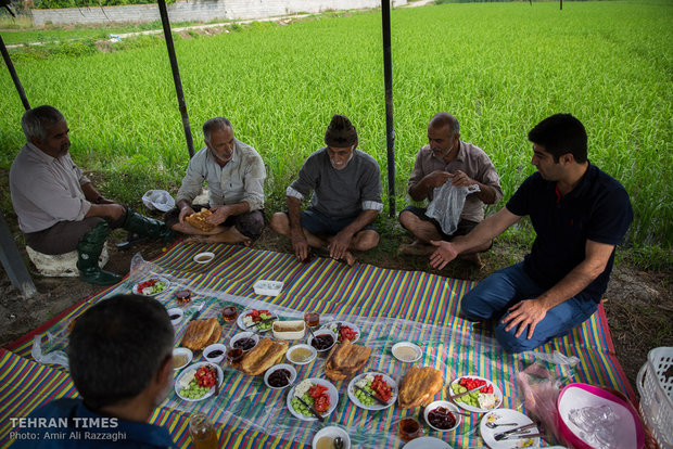 Northern Iran paddy fields painted green once again