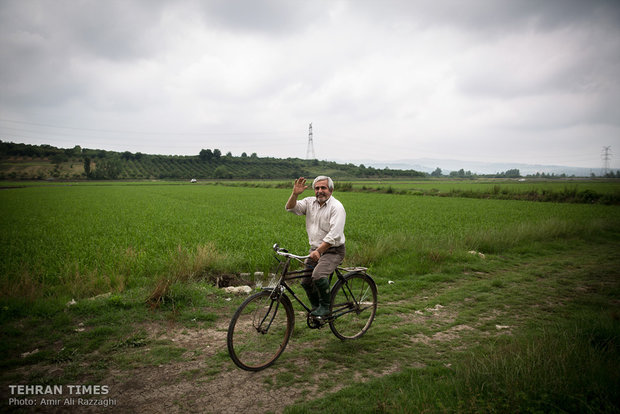 Northern Iran paddy fields painted green once again