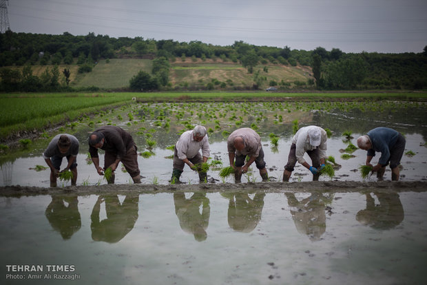 Northern Iran paddy fields painted green once again