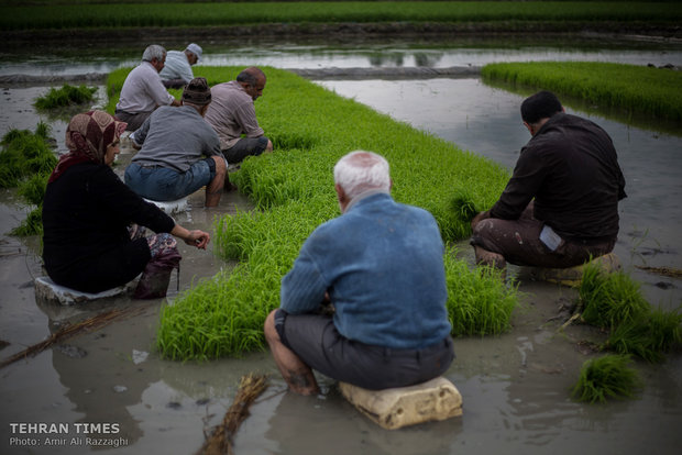 Northern Iran paddy fields painted green once again