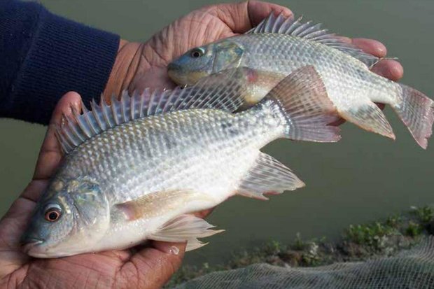 FAO issues alert over lethal virus affecting popular tilapia fish