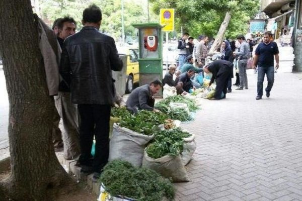 الوند زیرپای بوته‌کنان می‌لرزد/ممنوعیت برداشت۳۰گونه گیاهی درهمدان