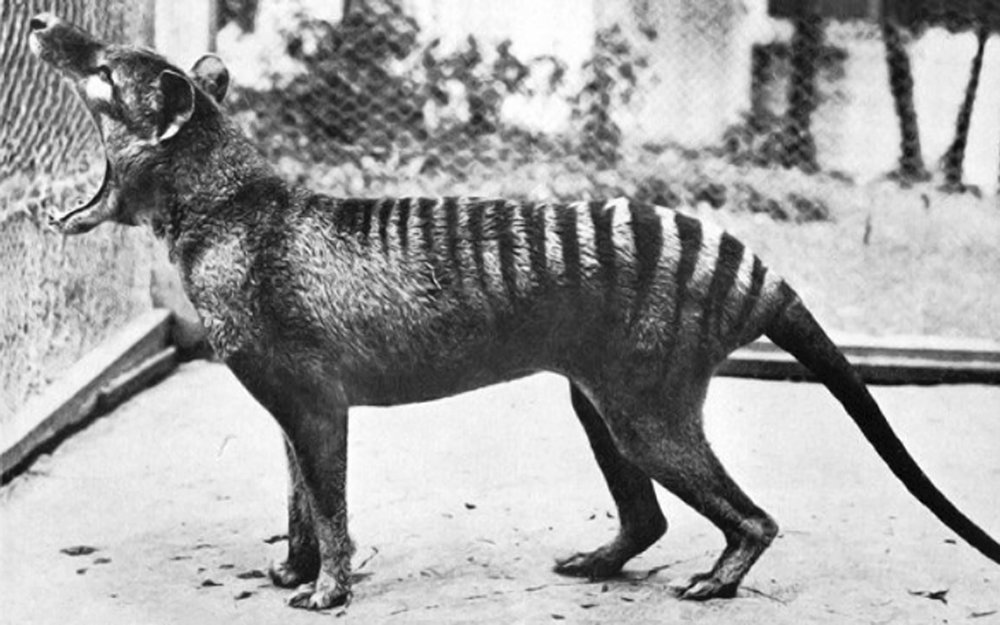 Extinct Cat Species