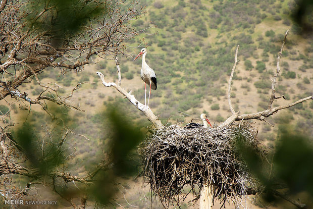 Marivan hosts migratory storks