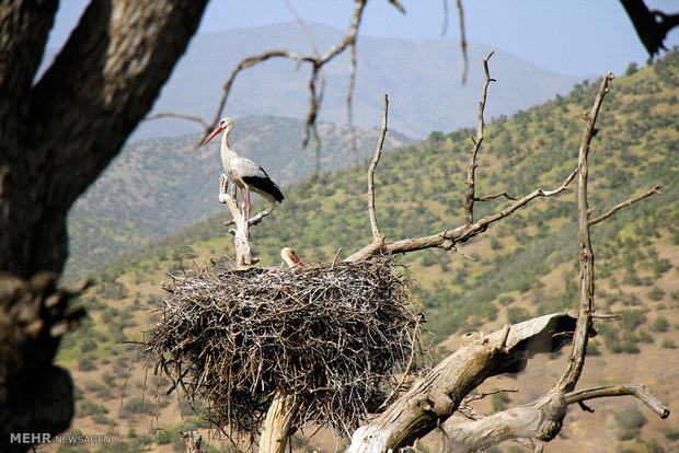 Marivan hosts migratory storks