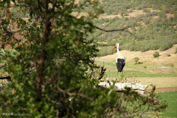 Marivan hosts migratory storks