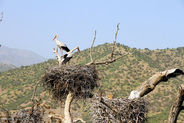 Marivan hosts migratory storks